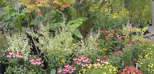 Sun Perennials